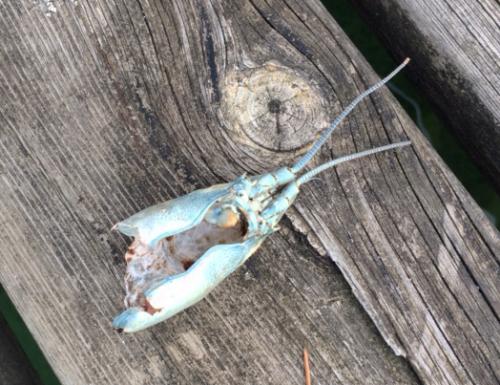 Pacifastacus leniusculus