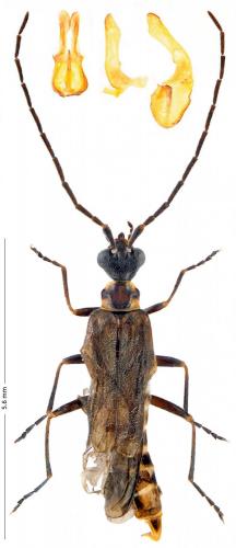 Malthodes trifurcatus