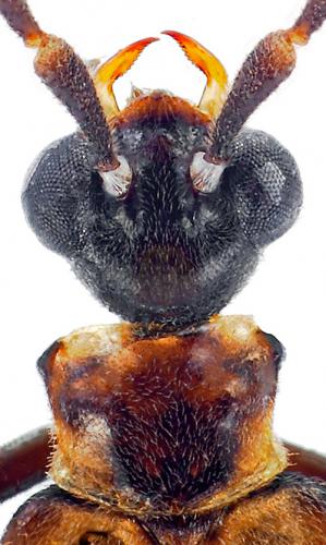 Malthodes trifurcatus