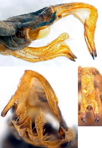 Malthodes trifurcatus