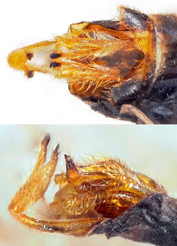 Malthodes trifurcatus