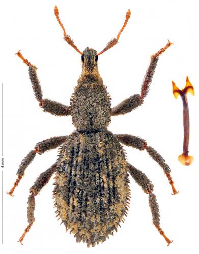 Réf. 175 605 : Dichotrachelus maculosus
