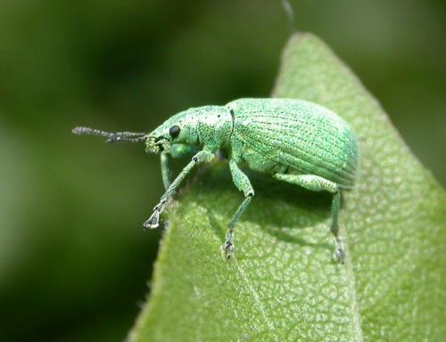 Polydrusus planifrons