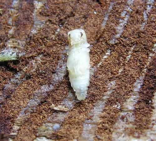 Aulonium trisulcum