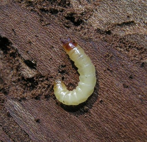 Aulonium trisulcum
