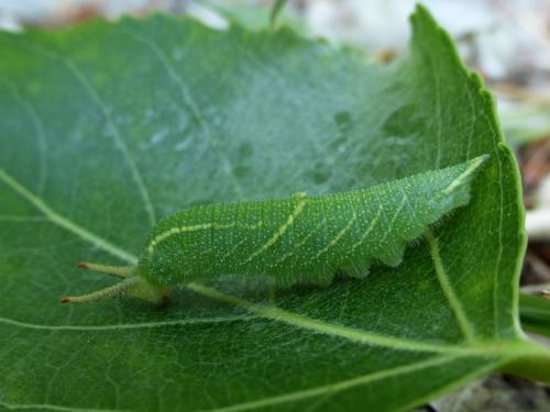 Apatura ilia