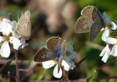 Leptotes pirithous