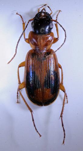 Badister unipustulatus