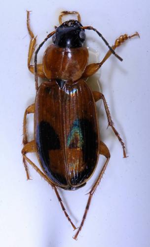 Réf. 175 100 : Badister meridionalis