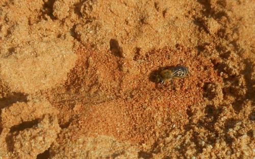 Colletes hederae