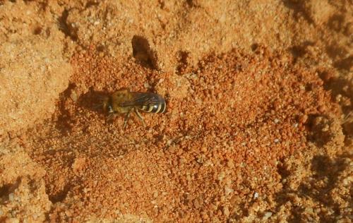 Réf. 175 347 : Colletes hederae