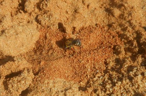 Réf. 175 348 : Colletes hederae