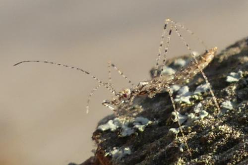Réf. 175 437 : Empicoris sp.