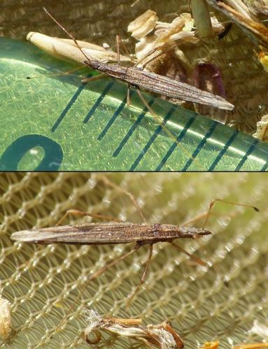 Réf. 175 094 : Berytinus clavipes