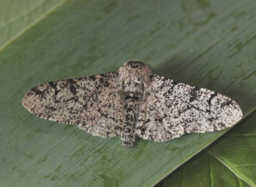 Réf. 175 447 : Biston betularia