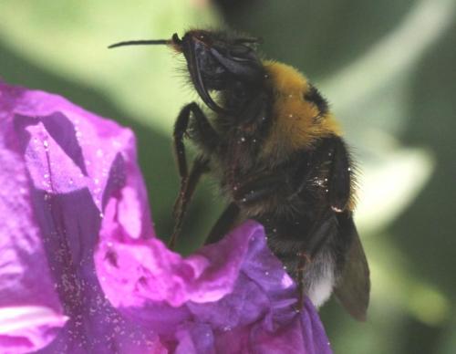 Bombus ruderatus