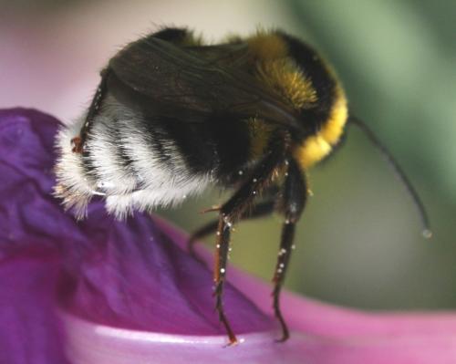 Bombus ruderatus