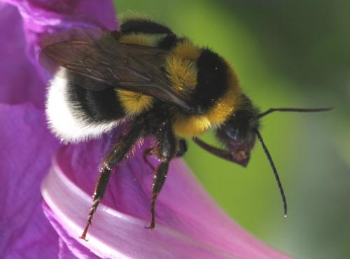 Bombus ruderatus