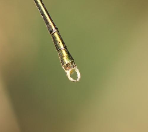 Chalcolestes viridis