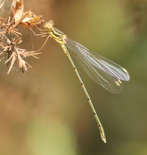 Chalcolestes viridis