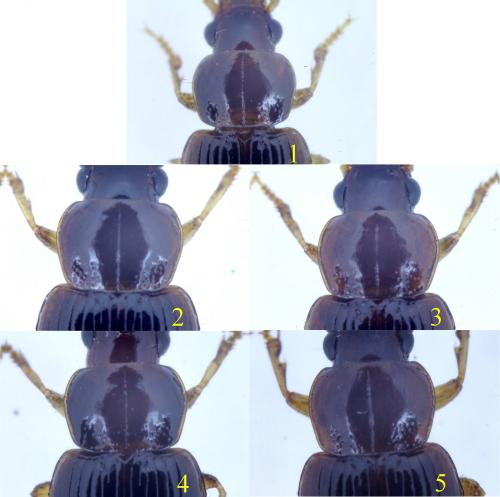 Réf. 175 594 : Bradycellus csikii