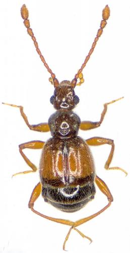 Réf. 175 807 : Rybaxis longicornis