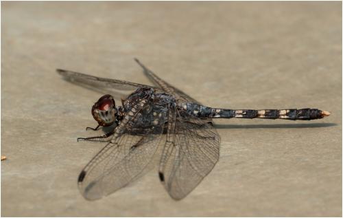 Bradinopyga geminata