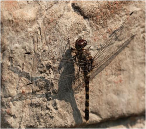 Bradinopyga geminata