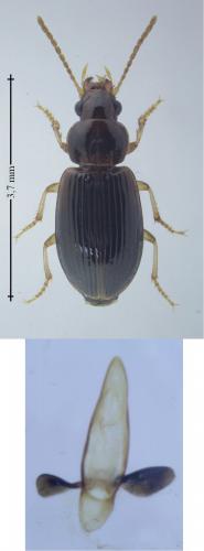 Réf. 175 463 : Bradycellus csikii