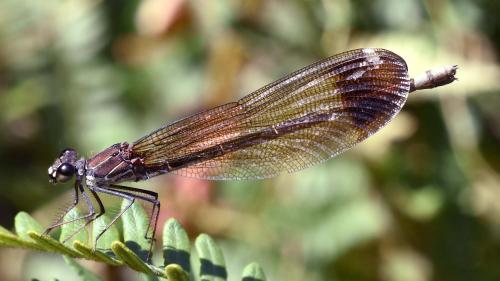 Calopteryx haemorrhoidalis