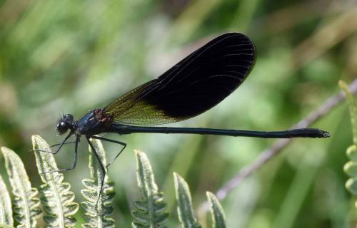 Calopteryx haemorrhoidalis