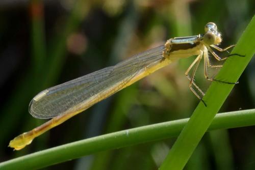Lestes virens