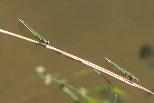 Calopteryx xanthostoma