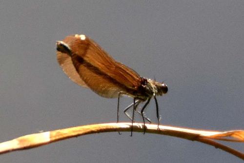Calopteryx haemorrhoidalis