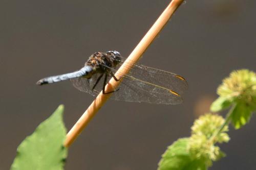 Orthetrum coerulescens