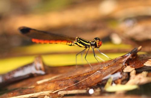 Libellago aurantiaca