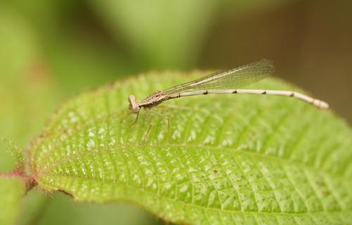 Copera marginipes