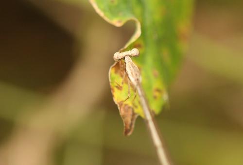 Copera marginipes