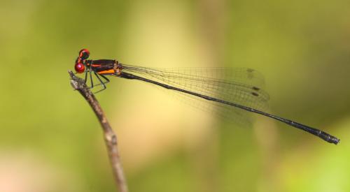 Réf. 175 462 : Prodasineura verticalis