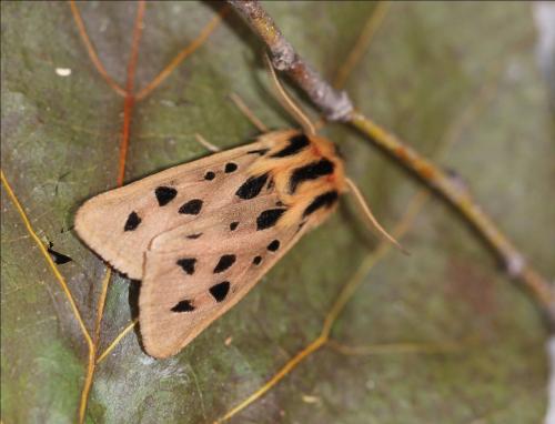 Chelis maculosa
