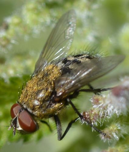 Réf. 175 065 : Pollenia sp.