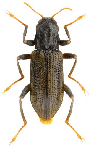 Réf. 175 418 : Stenelmis consobrina