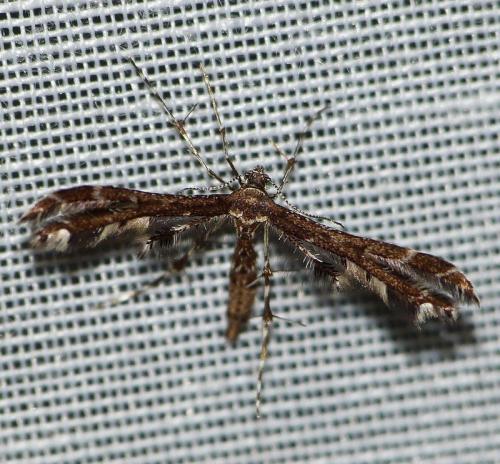 Capperia fusca