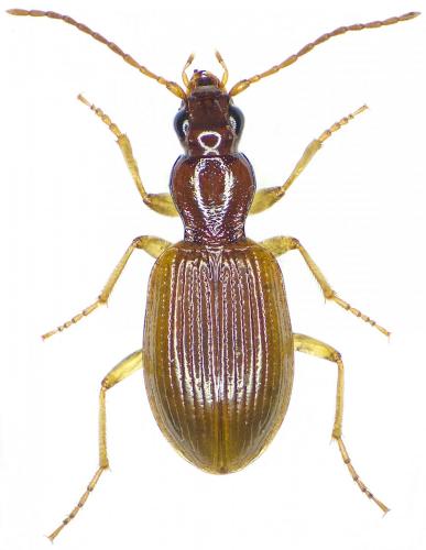 Oxypselaphus obscurus