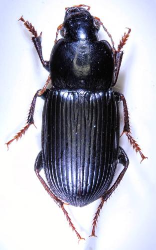 Cryptophonus tenebrosus