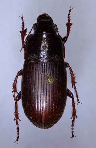 Réf. 175 119 : Zabrus tenebrioides