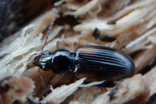 Bembidion sp.