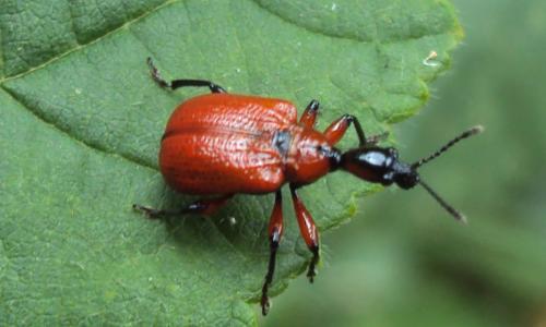 Apoderus coryli