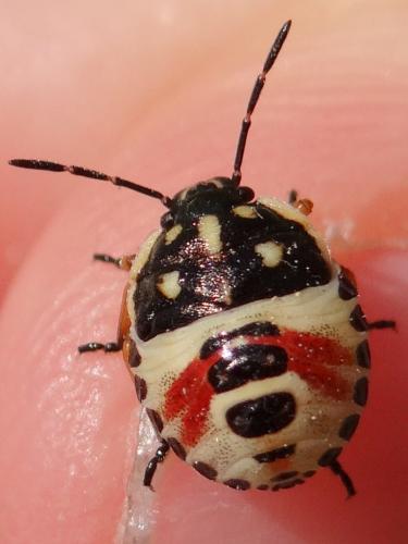 Carpocoris sp.