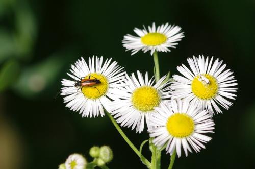 Réf. 175 954 : Stenurella melanura